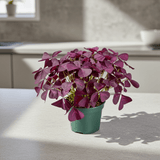 Potted purple-leafed Oxalis plant on a light surface with a neutral background