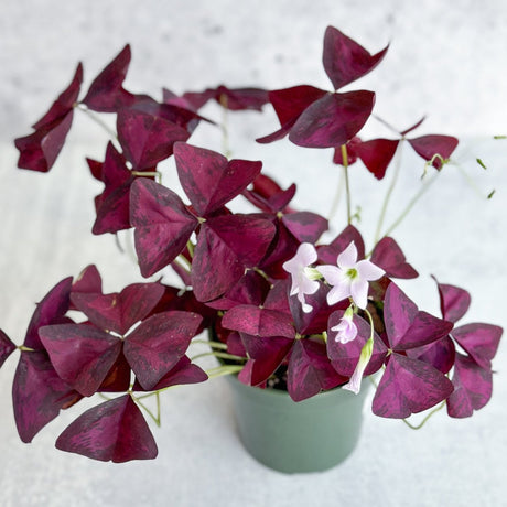 Oxalis triangularis with vibrant purple foliage and delicate white-pink blooms in pot.