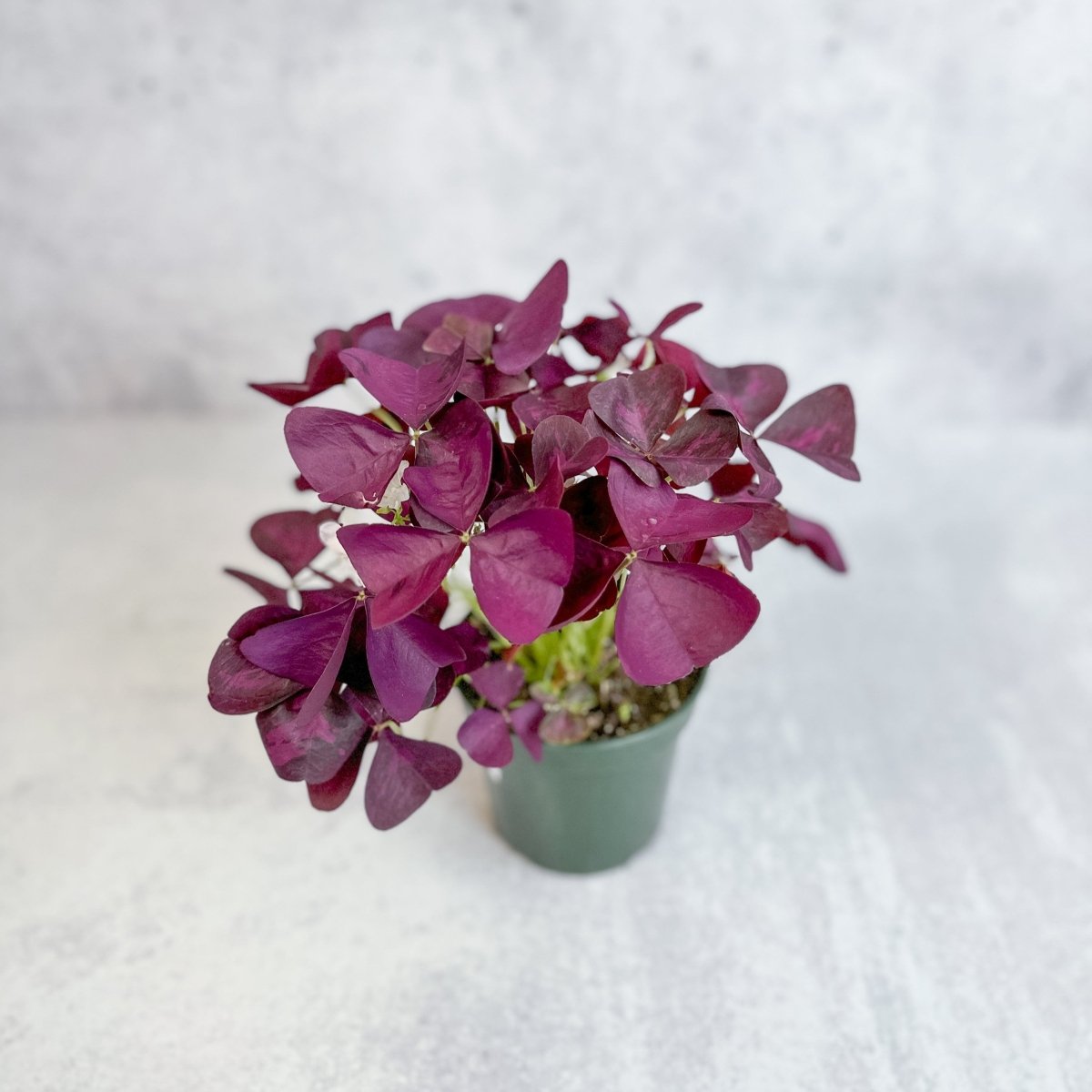 is oxalis triangularis indoor plant Purple Shamrock (Oxalis triangularis)