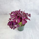 purple shamrock plant indoor Purple Shamrock (Oxalis triangularis)