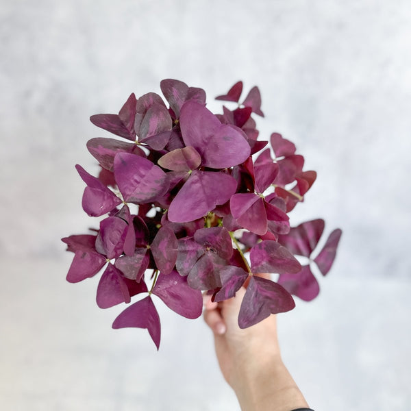 Hand holding Purple Shamrock Oxalis triangularis in small green nursery pot, showing dense mound of deep violet butterfly-shaped leaves