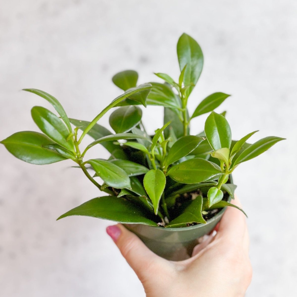 Rapunzel Lipstick Plant - Aeschynanthus japhrolepsis - 4 Inch - Ed's Plant Shop