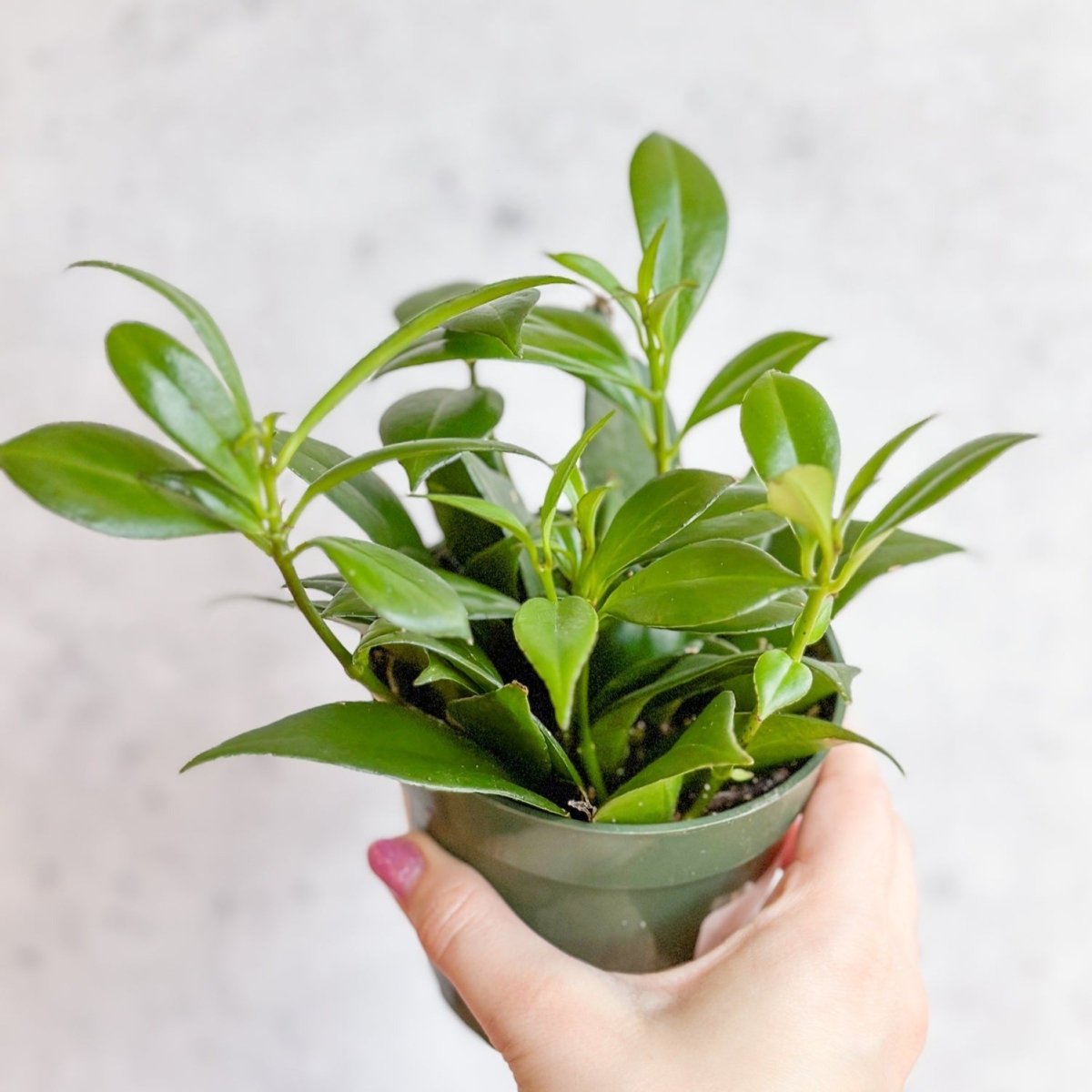 Rapunzel Lipstick Plant - Aeschynanthus japhrolepsis - 4 Inch - Ed's Plant Shop