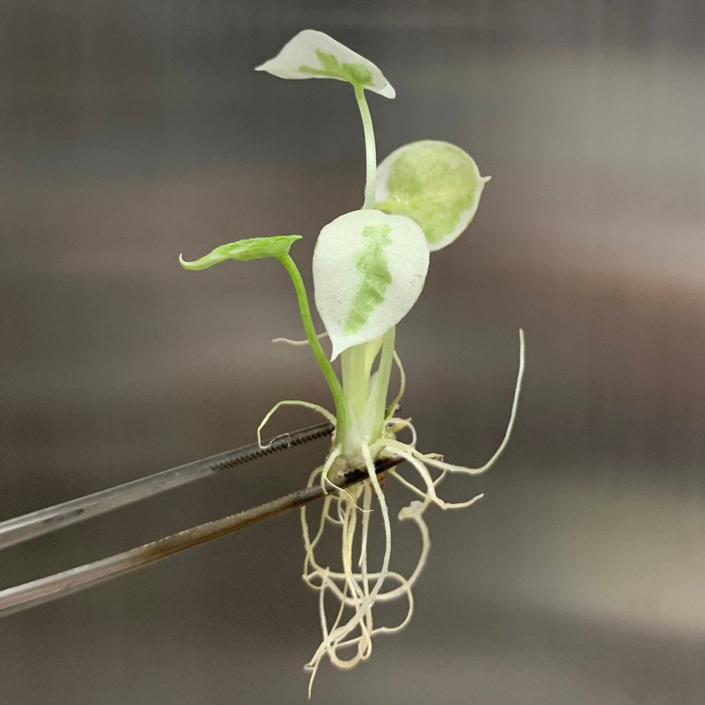 RARE Alocasia Variegated 'Black Velvet' - Plantlet Grown In Gel - Ed's Plant Shop