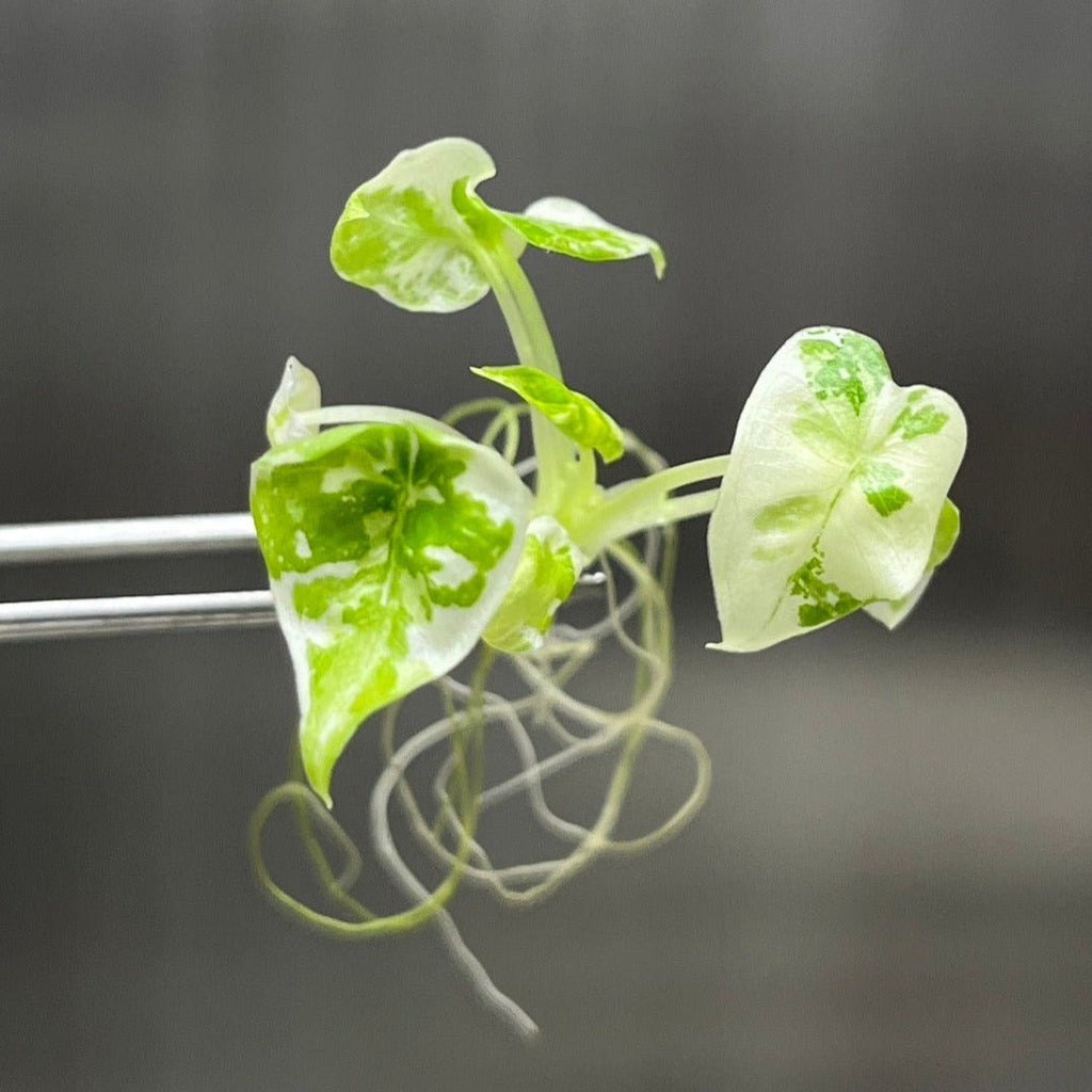 RARE Alocasia Variegated 'Frydek' - Plantlet Growing In Gel - Ed's Plant Shop