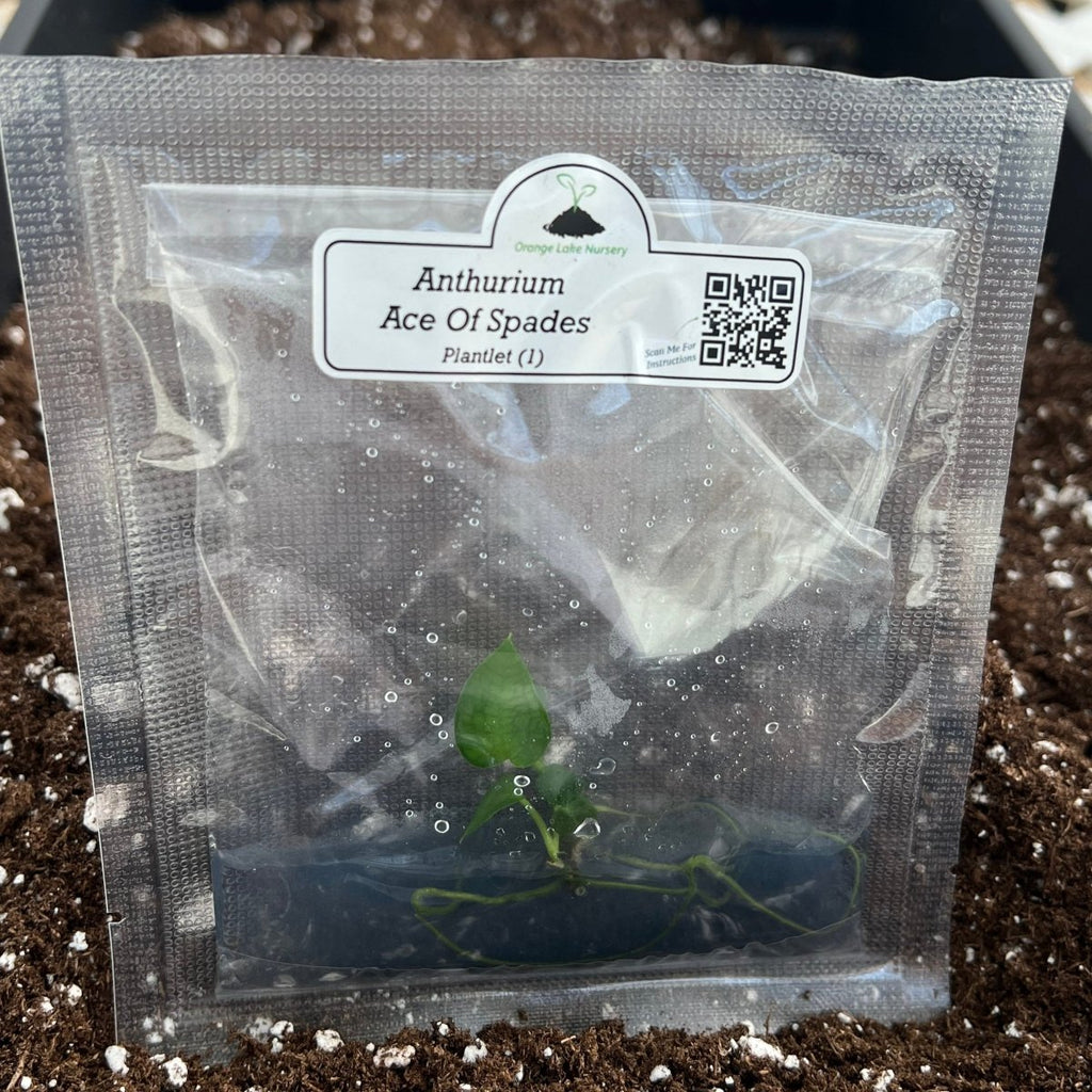 RARE Anthurium 'Ace Of Spades' - Plantlet Grown In Gel - Ed's Plant Shop