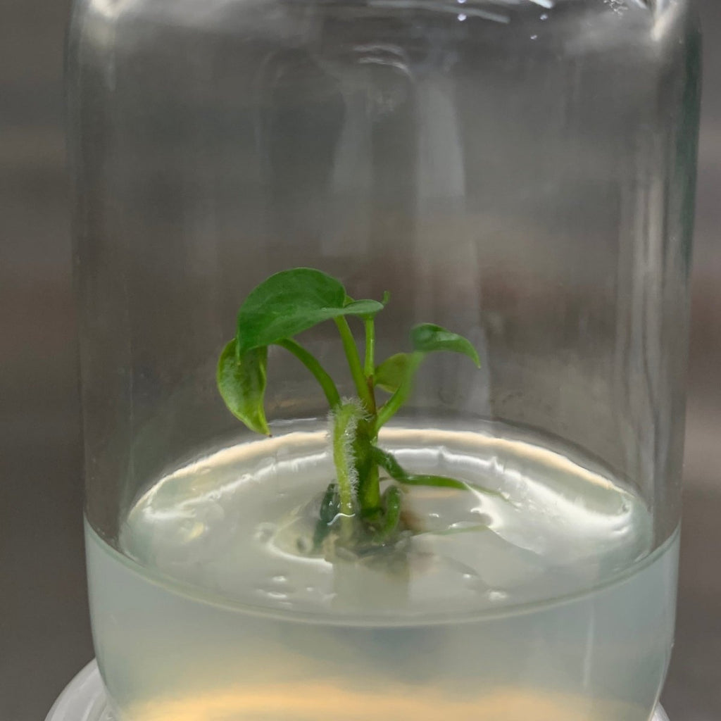 RARE Anthurium 'Ace Of Spades' - Plantlet Grown In Gel - Ed's Plant Shop