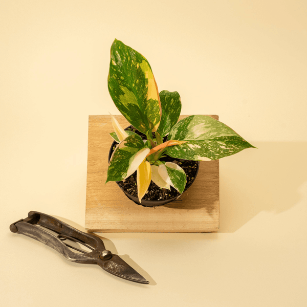 Shop Rare Copper Flame Philodenron Online
