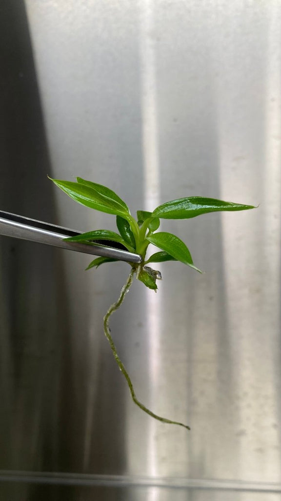 RARE Philodendron spiritus sancti - Plantlets Grown In Gel - Ed's Plant Shop