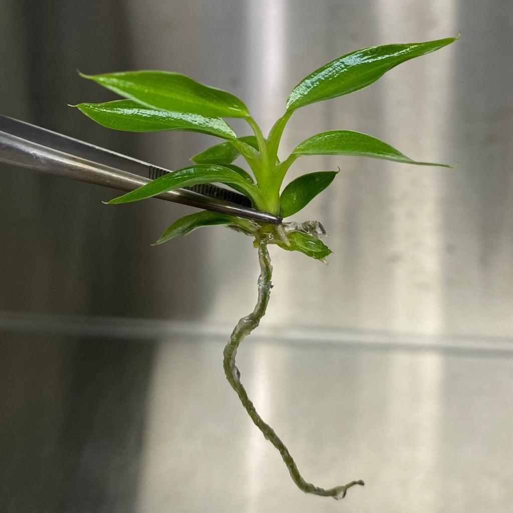 RARE Philodendron spiritus sancti - Plantlets Grown In Gel - Ed's Plant Shop