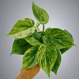 rare philodendron nursery Philodendron hederaceum 'Variegata'