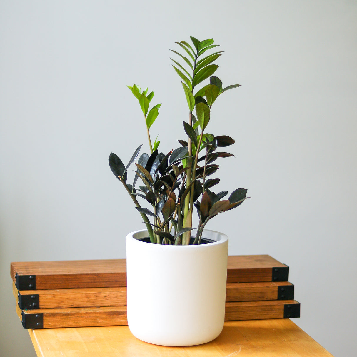 zamioculcas zamiifolia indoor plants Raven ZZ Plant (Zamioculcas Zamiifolia)