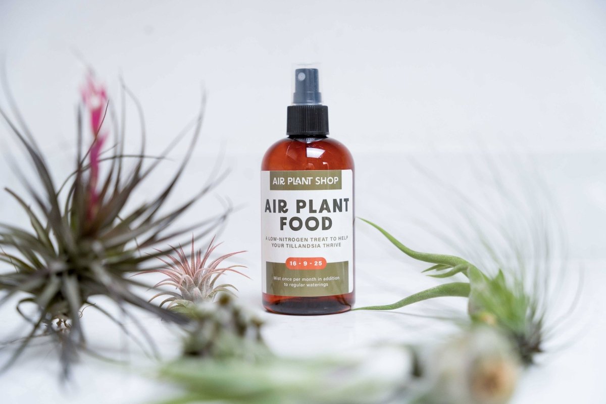 Bottle of Air Plant Shop air plant food spray with air plants in the background