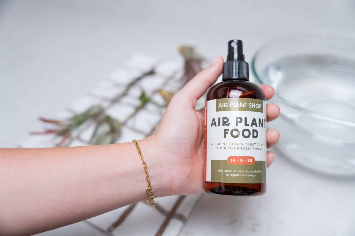 Hand holding a bottle of Air Plant Shop air plant food on a light background