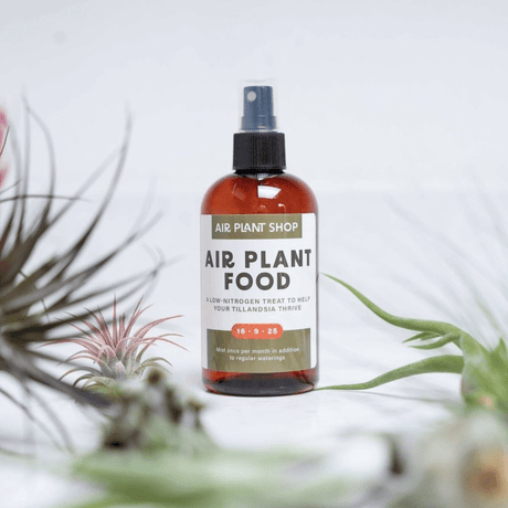 Bottle of Air Plant Shop air plant food spray with air plants in the background