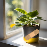 house plant rescue Rescue Plant