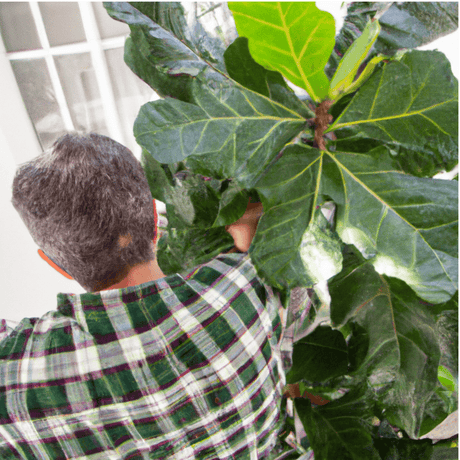 Houseplant Care In Brooklyn