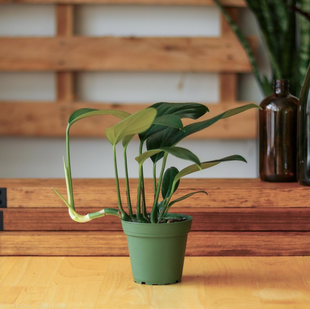 philodendron dragon tail vs rhaphidophora decursiva Rhaphidophora Decursiva - Dragon Tail Plant