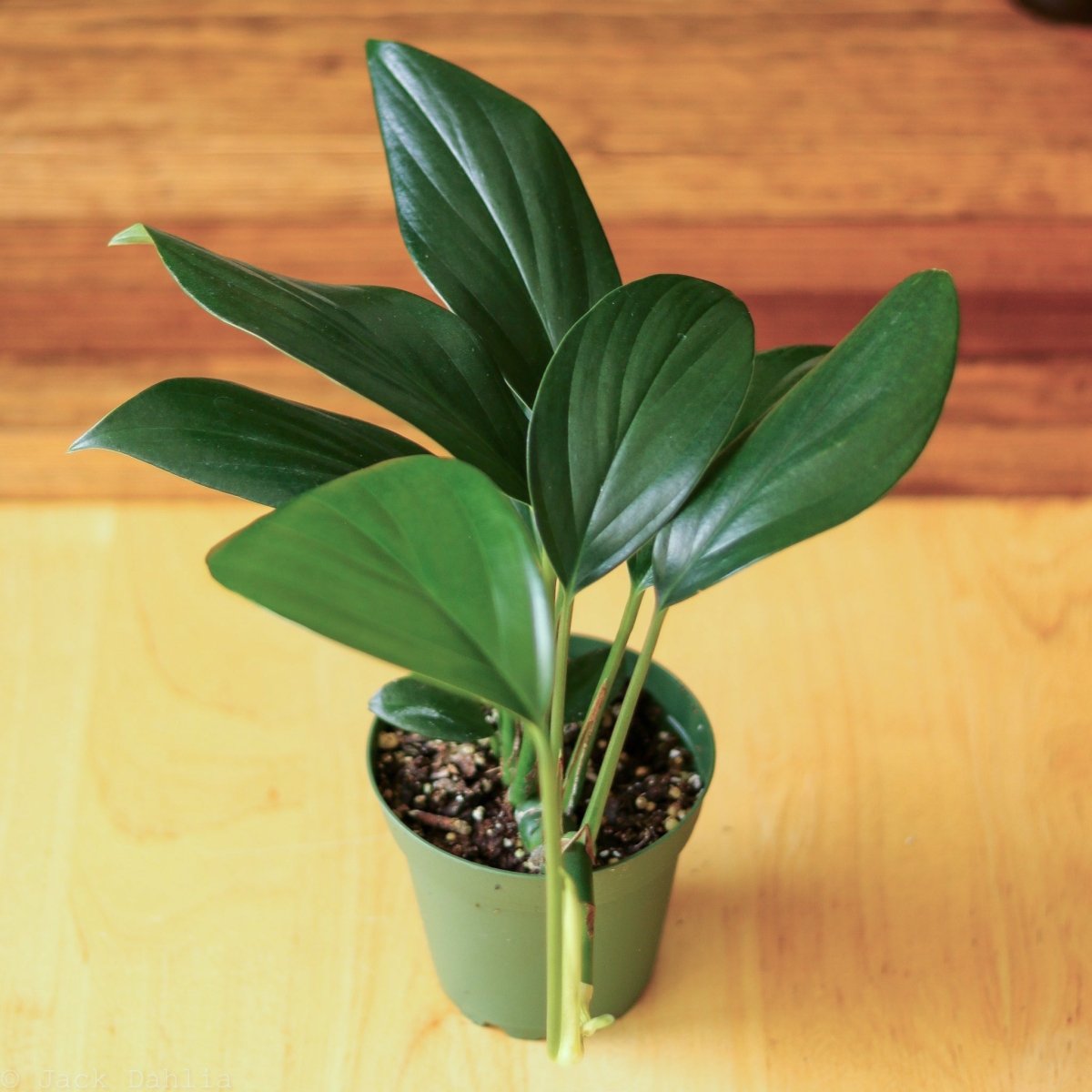 Rhaphidophora Decursiva - Dragon Tail Plant - 4 Inch - Ed's Plant Shop