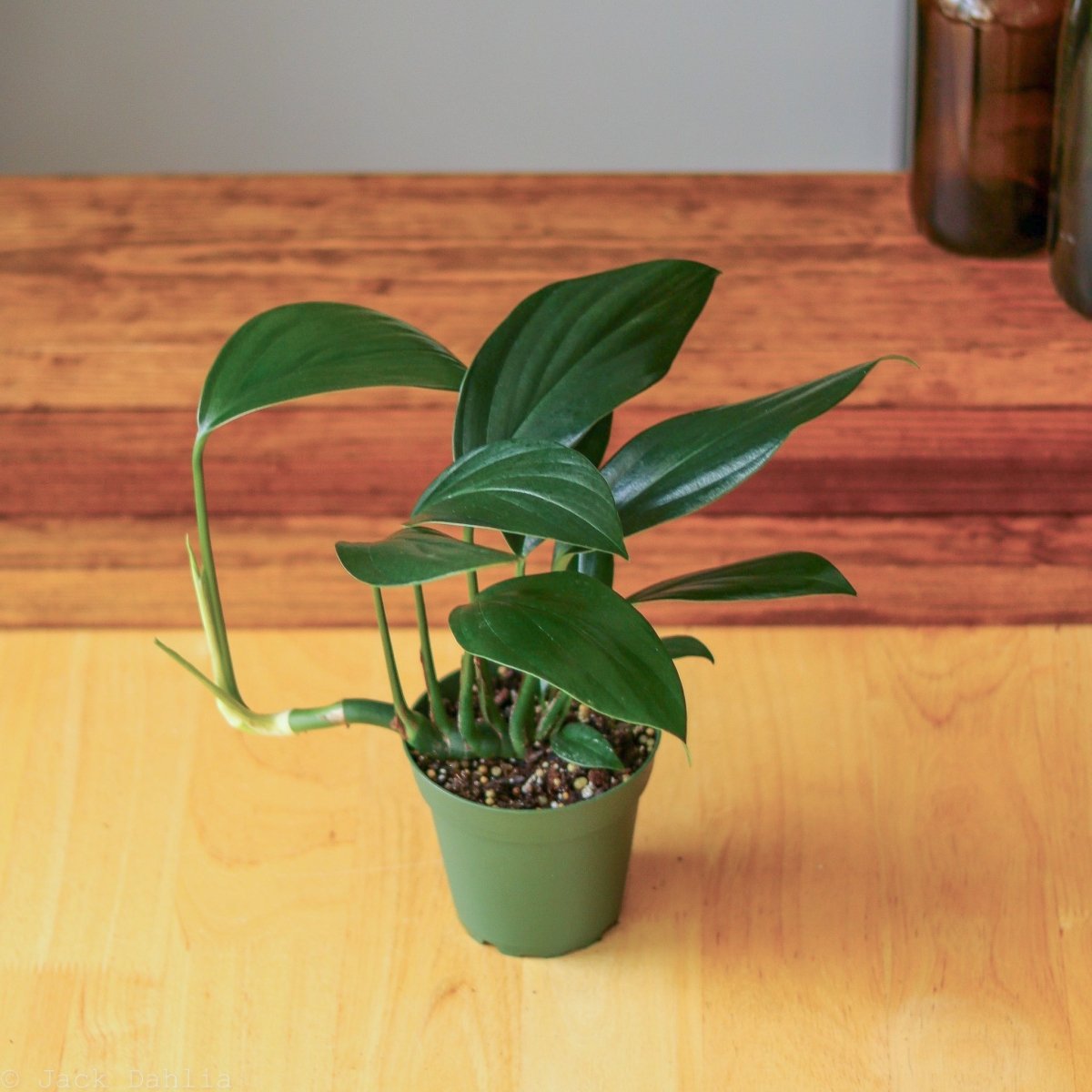 dragon tail plant philodendron Rhaphidophora Decursiva - Dragon Tail Plant