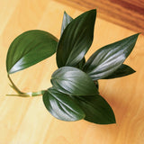 Rhaphidophora Decursiva - Dragon Tail Plant - 4 Inch - Ed's Plant Shop