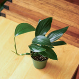 Rhaphidophora Decursiva - Dragon Tail Plant - 4 Inch - Ed's Plant Shop