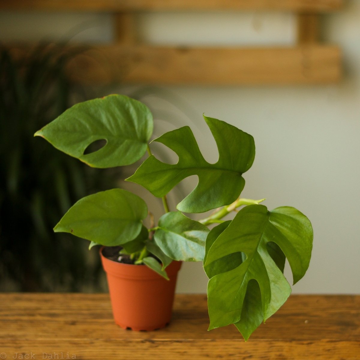 Ed's Plant Shop Rhaphidophora Tetrasperma - Thumbnail 4