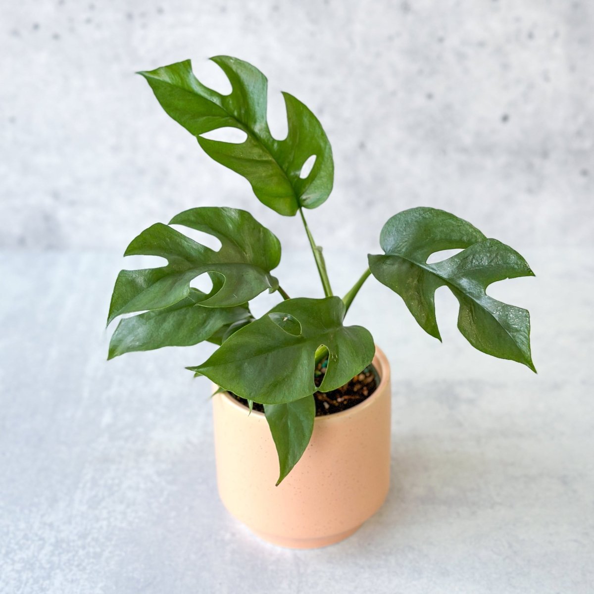 small monstera deliciosa 6" Rhaphidophora Tetrasperma 'Mini Monstera'