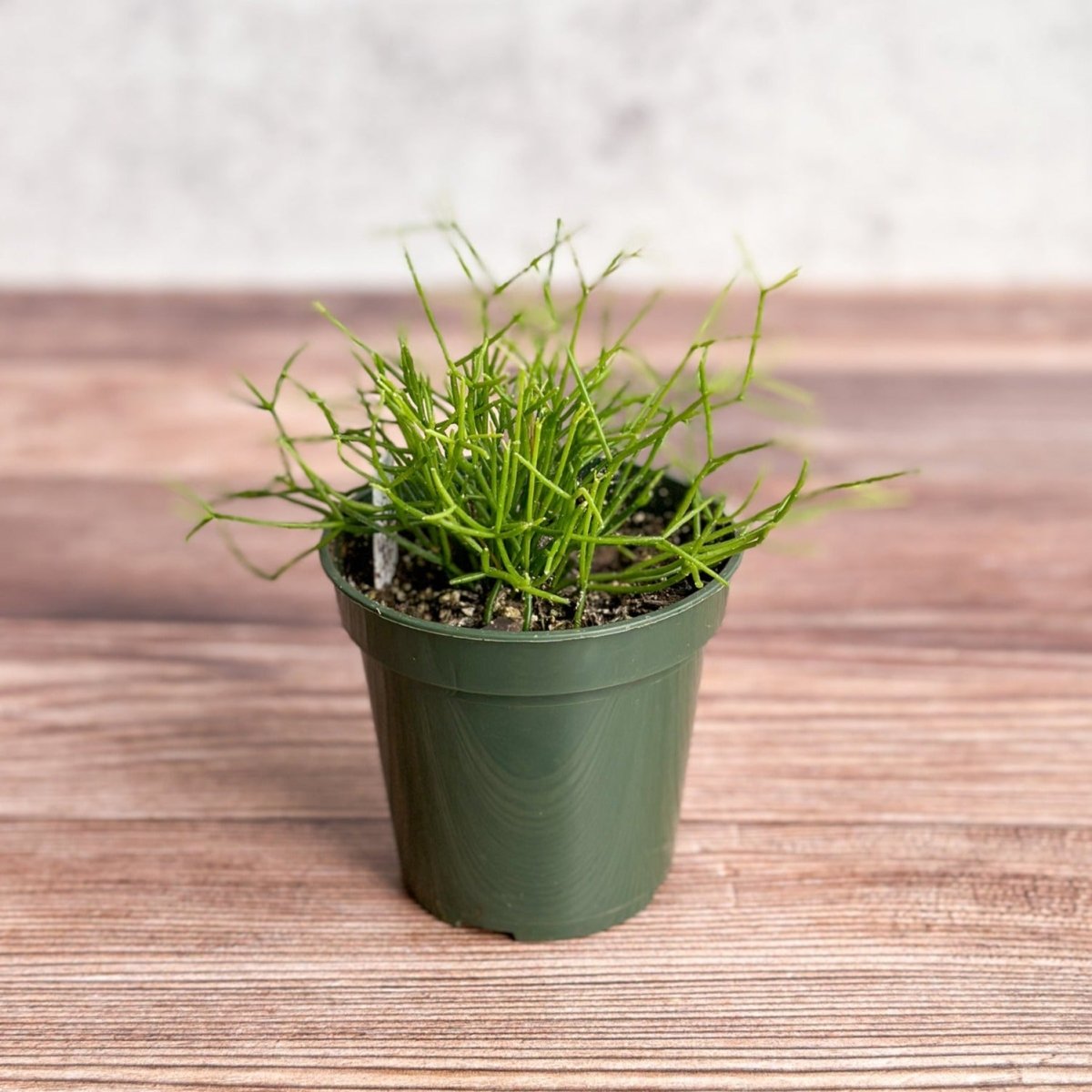 mistletoe cactus Rhipsalis burchellii – Mistletoe Cactus (Rare Trailing Tropical Cactus)