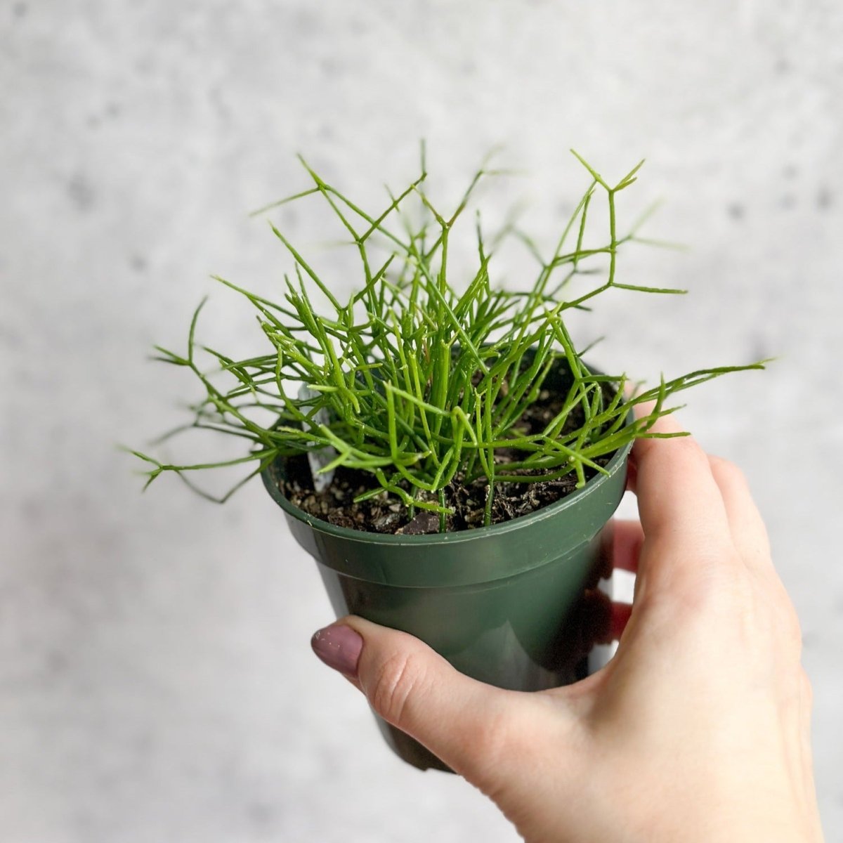 Rhipsalis burchellii - Mistletoe Cactus - Ed's Plant Shop