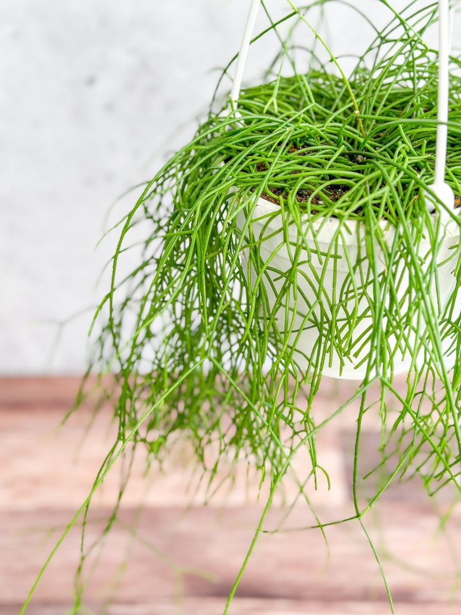 Rhipsalis burchellii - Mistletoe Cactus Hanging Basket - Ed's Plant Shop