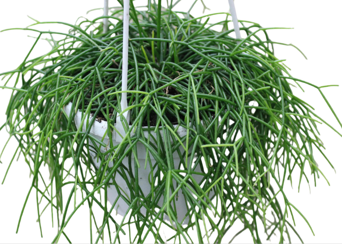Rhipsalis Cashero hanging cactus with lush trailing green stems in a white basket.