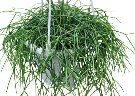 Rhipsalis Cashero hanging cactus with lush trailing green stems in a white basket.