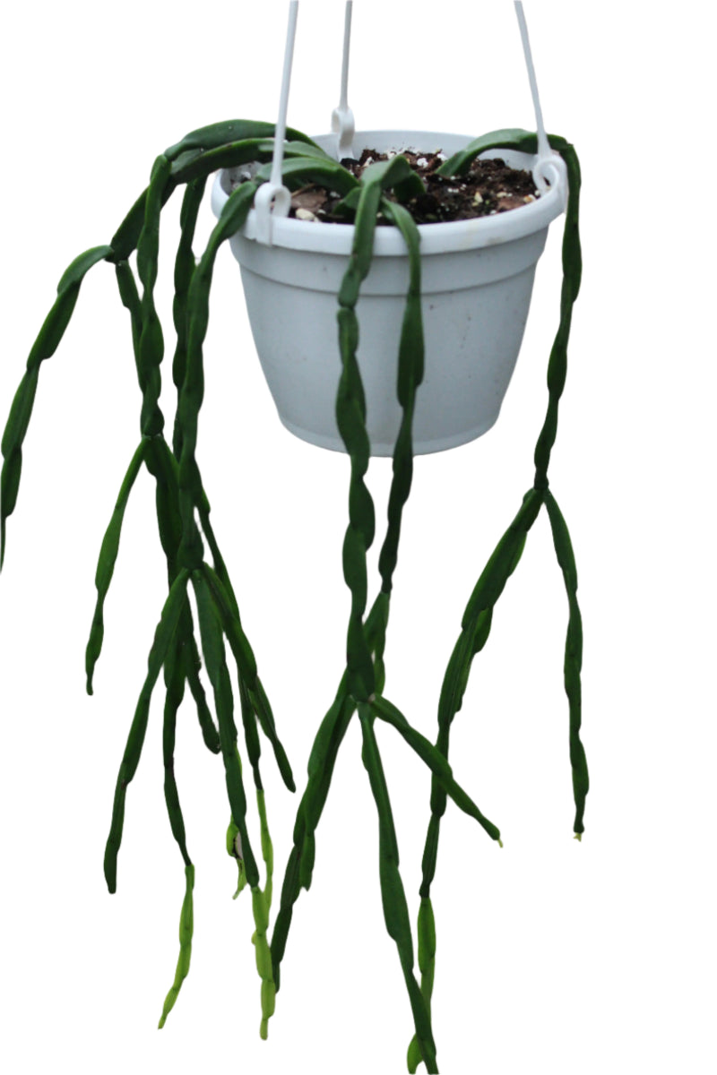 Rhipsalis paradoxa chain cactus in a hanging basket with long trailing segmented stems.