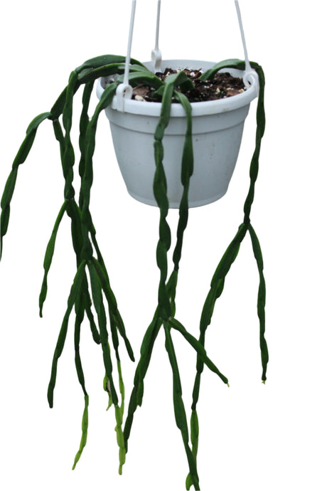 Rhipsalis paradoxa chain cactus in a hanging basket with long trailing segmented stems.