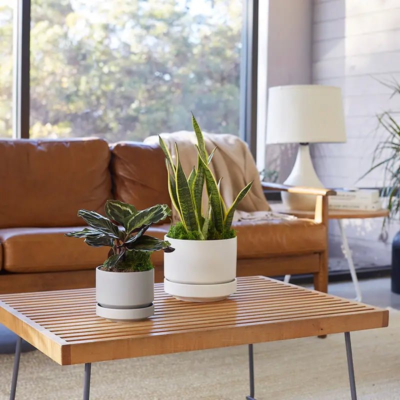 Round Two Ceramic Planter – 4", 6", 8", 10" (With Drainage & Saucer) - Ed's Plant Shop