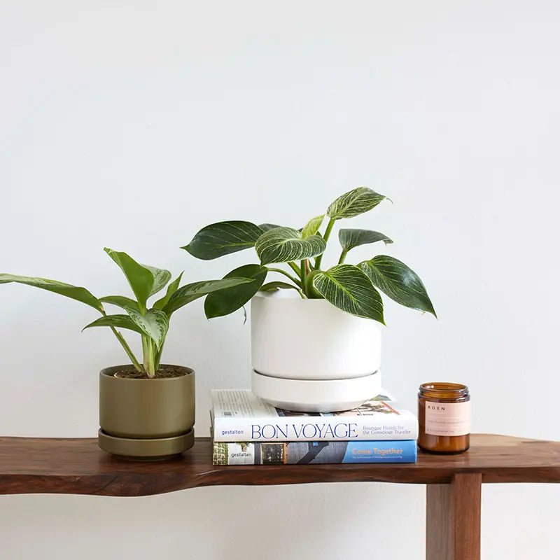 Round Two Ceramic Planter – 4", 6", 8", 10" (With Drainage & Saucer) - Ed's Plant Shop