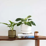 Round Two Ceramic Planter – 4", 6", 8", 10" (With Drainage & Saucer) - Ed's Plant Shop