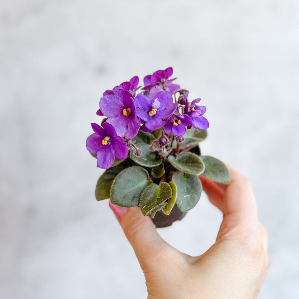 Saintpaulia 'African Violet' - Ed's Plant Shop