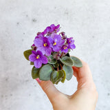 Saintpaulia 'African Violet' - Ed's Plant Shop