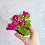 Saintpaulia 'African Violet' - Ed's Plant Shop