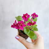 Saintpaulia 'African Violet' - Ed's Plant Shop