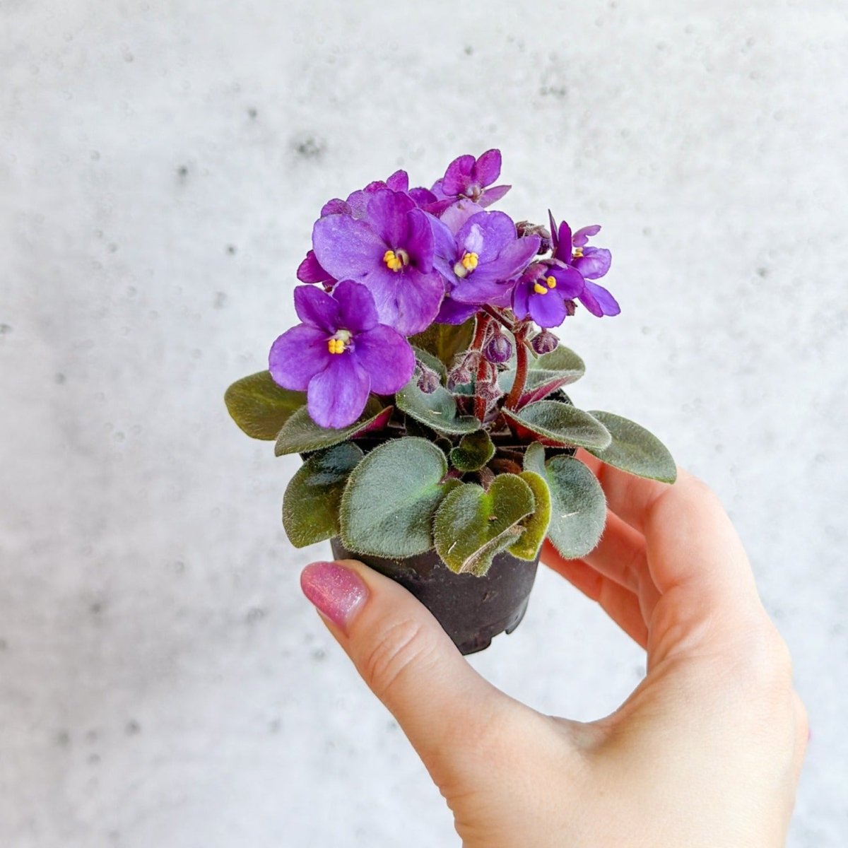 Saintpaulia 'African Violet' - Ed's Plant Shop