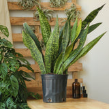 Sansevieria Jaboa - Jaboa Snake Plant - 10 Inch Floor Plant - Ed's Plant Shop