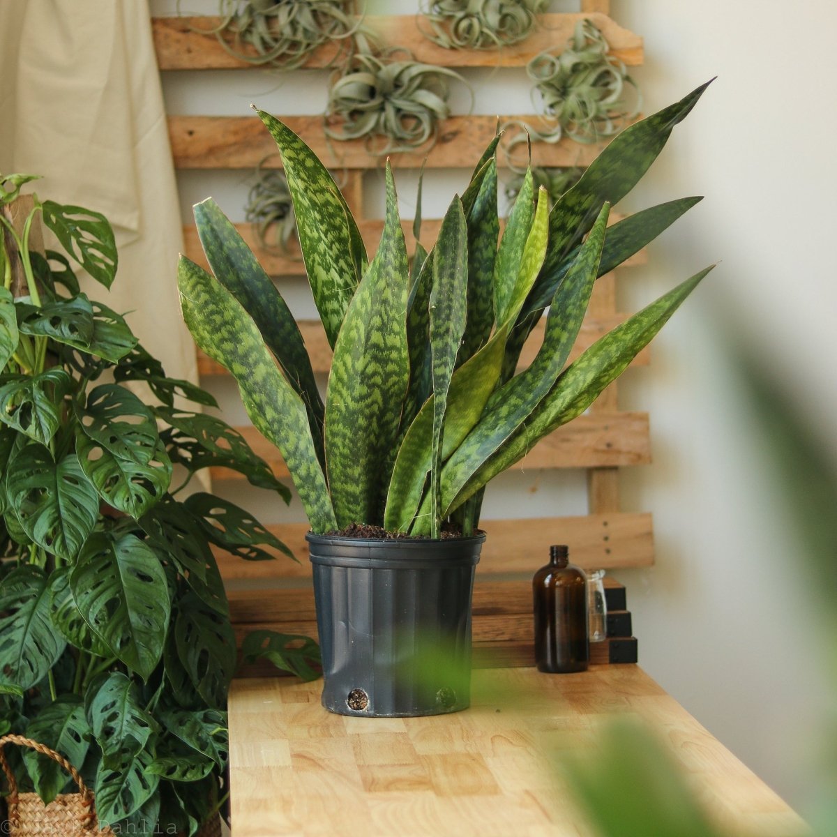 Sansevieria Jaboa - Jaboa Snake Plant - 10 Inch Floor Plant - Ed's Plant Shop