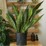 Sansevieria Jaboa - Jaboa Snake Plant - 10 Inch Floor Plant - Ed's Plant Shop