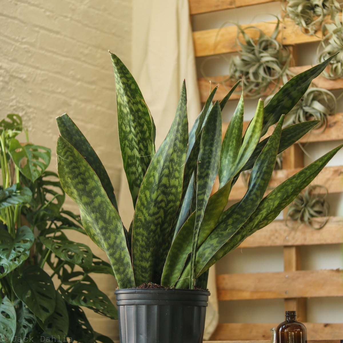 Sansevieria Jaboa - Jaboa Snake Plant - 10 Inch Floor Plant - Ed's Plant Shop