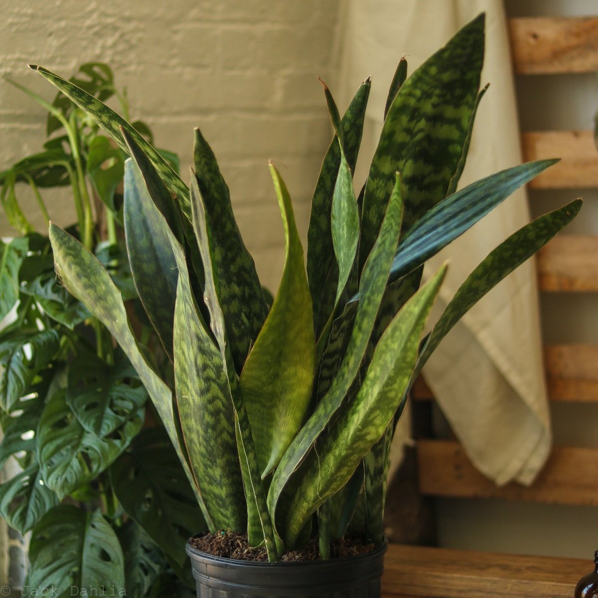 Sansevieria Jaboa - Jaboa Snake Plant - 10 Inch Floor Plant - Ed's Plant Shop