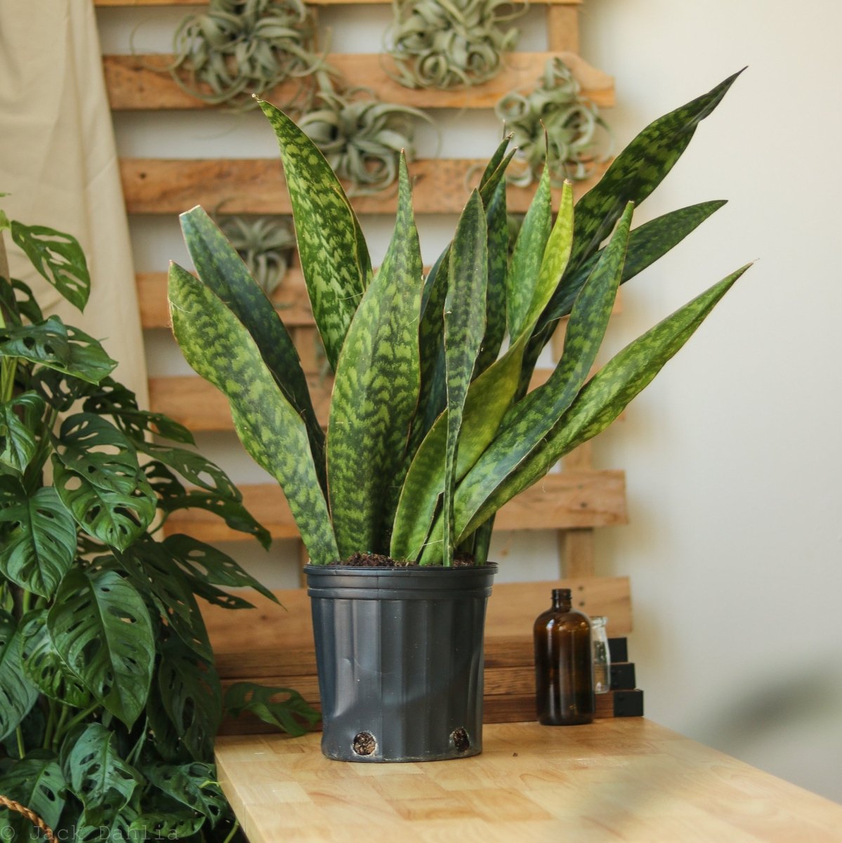 Sansevieria Jaboa - Jaboa Snake Plant - 10 Inch Floor Plant - Ed's Plant Shop