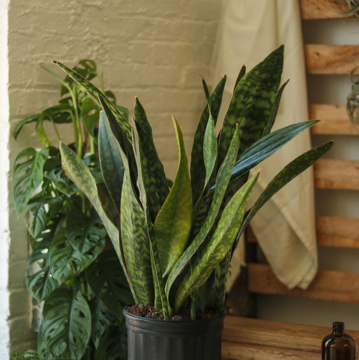 Sansevieria Jaboa - Jaboa Snake Plant - 10 Inch Floor Plant - Ed's Plant Shop